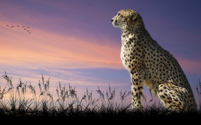 Sitting Cheetah HD Desktop Wallpaper 42120