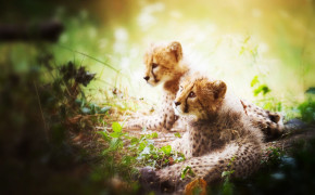 Cheetah Cub HD Background Wallpaper 41690