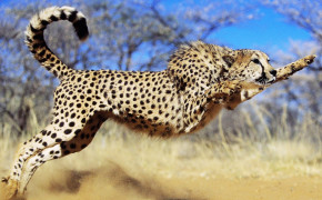 Running Cheetah Best Wallpaper 41994