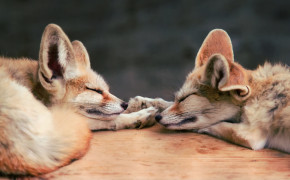 Sleeping Fennec Fox Wallpaper 42135