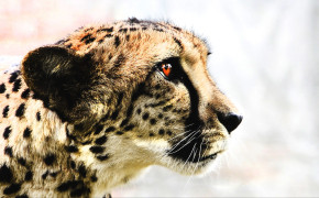 Cheetah Widescreen 4K Wallpaper 41683
