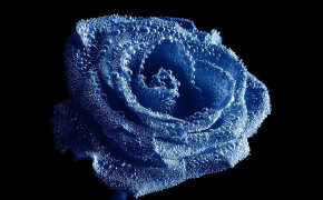 Blue Drop Rose Wallpaper 42276