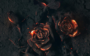 Burned Rose Wallpaper 42278