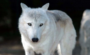 White Wolf HD Desktop Wallpaper 42835