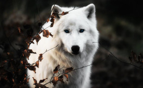 White Wolf Desktop Wallpaper 42834
