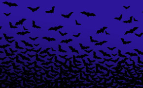 Bat HD Wallpaper 42618