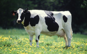 Cow HD Wallpaper 42644