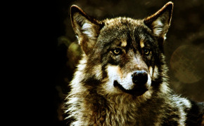 Wolf Best HD Wallpaper 42852