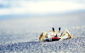 Crab HD Desktop Wallpaper 42661