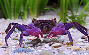 Crab Wallpaper HD 42665