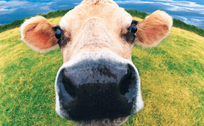Cow Face Background Wallpaper 42650