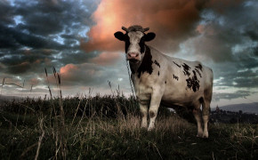 Cow Wallpaper HD 42647