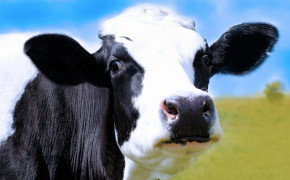 Cow Best HD Wallpaper 42640