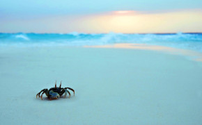 Crab Background Wallpapers 42655