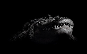 Asian Crocodile HD Desktop Wallpaper 42588