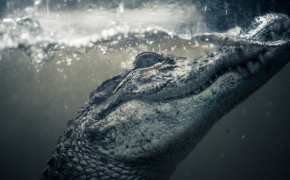 African Crocodile HD Desktop Wallpaper 42543