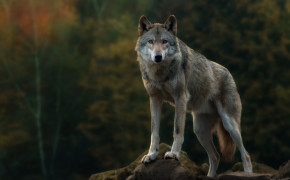 Wolf Wallpaper 42862