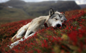 Wolf Desktop HD Wallpaper 42854