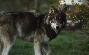 Wolf Background Wallpapers 42851