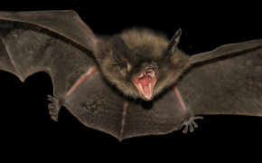 Bat Wallpaper 42622