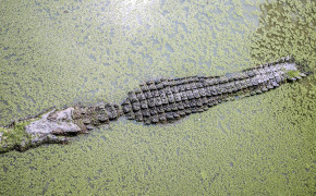 Asian Crocodile Wallpaper HD 42592