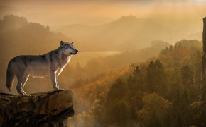 Wolf HD Background Wallpaper 42856