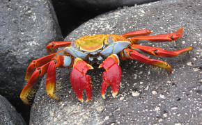 Crab Desktop Wallpaper 42659