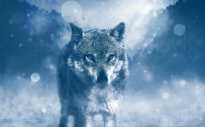 Wolf Background HD Wallpapers 42849