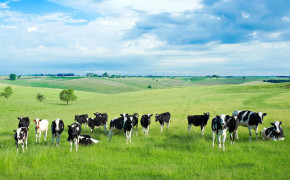 Cow HD Desktop Wallpaper 42643