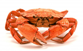 Crab High Definition Wallpaper 42664