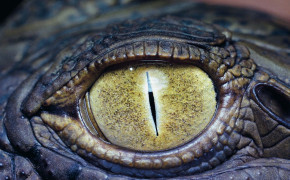 Crocodile Eye Wallpaper 42675