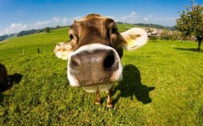 Cow Face Best Wallpaper 42651
