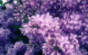 Beautiful Lilac Wallpaper 00354