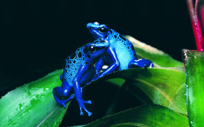 Blue Love Frogs Wallpaper 43288