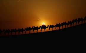 Camel Train Wallpaper 43298