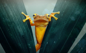 Yellow Frog Wallpaper 43411