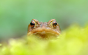 Frog Looking Wallpaper 43312