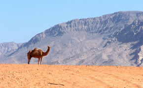 Lonely Camel Wallpaper 43341