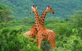 Couple Love Giraffe Wallpaper 43301