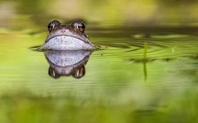 Frog Popping Out Head From Water Wallpaper 43313