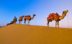 Camels Wallpaper 43299