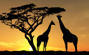 Sunset Giraffe Silhouette Wallpaper 43387