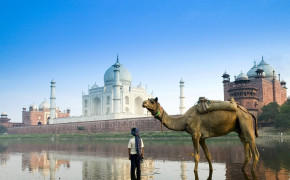 Taj Mahal Camel Wallpaper 43388