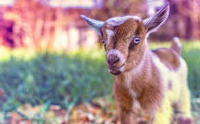 Cute Goat Wallpaper 43303