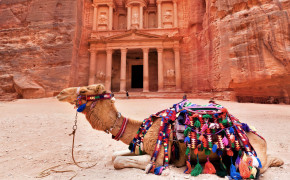 Resting Camel Wallpaper 43364