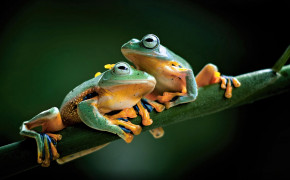 Love Frogs Wallpaper 43345