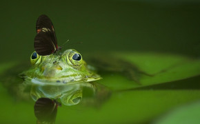 Butterfly on the Nose of Frog Wallpaper 43290
