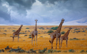 Giraffe Jungle Wallpaper 43318