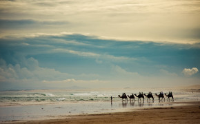 Beach Camel Caravan Wallpaper 43282