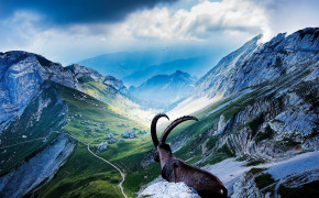 Goat Sitting Near Mountains Wallpaper 43326